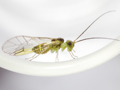 Stenopsocus stigmaticus